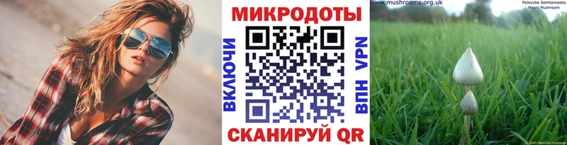 что такое   Пугачёв  Псилоцибиновые грибы Psilocybe 